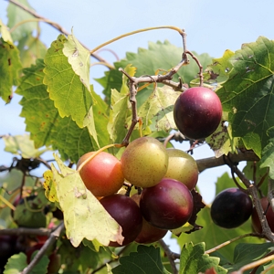 Grape Muscadine Cowart